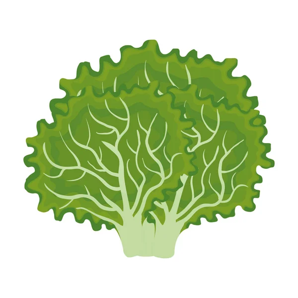 Lechuga fresca icono vegetal — Vector de stock