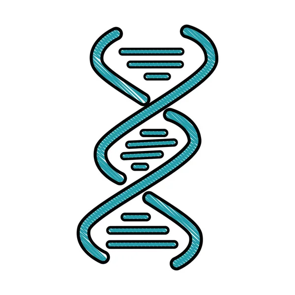 Ícone da cadeia de DNA — Vetor de Stock