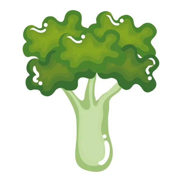 Broccoli fresh vegetable icon — Stock Vector