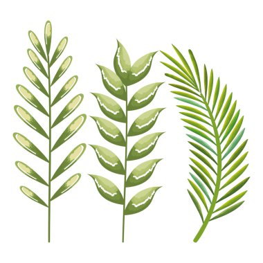 tropikal ve egzotik avuç içi yapraklar