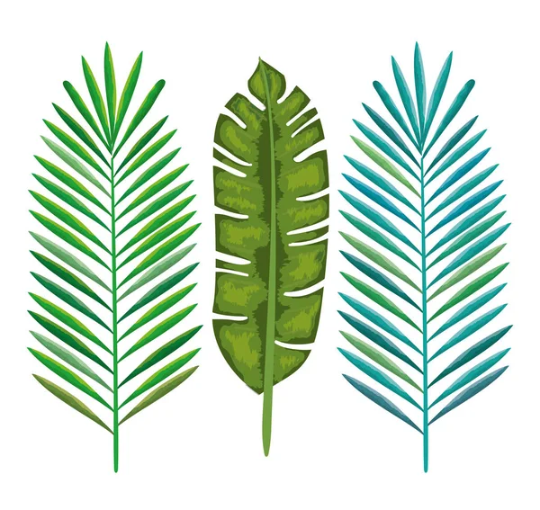 Folhas de palmeiras tropicais e exóticas —  Vetores de Stock
