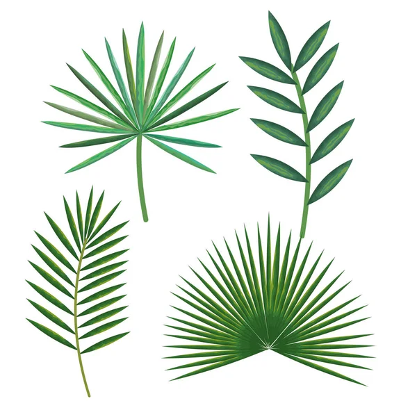 Palmiers tropicaux et exotiques feuilles — Image vectorielle