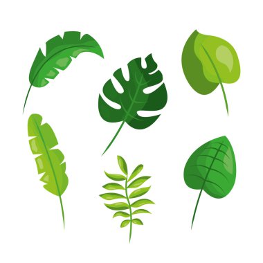 tropikal bitki örtüsü yaprak bitki botanik bırakır