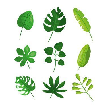 tropikal bitki örtüsü yaprak bitki botanik bırakır