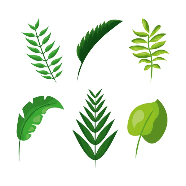 Tropikalne liście liści paproci lub roślin botanicznych — Wektor stockowy