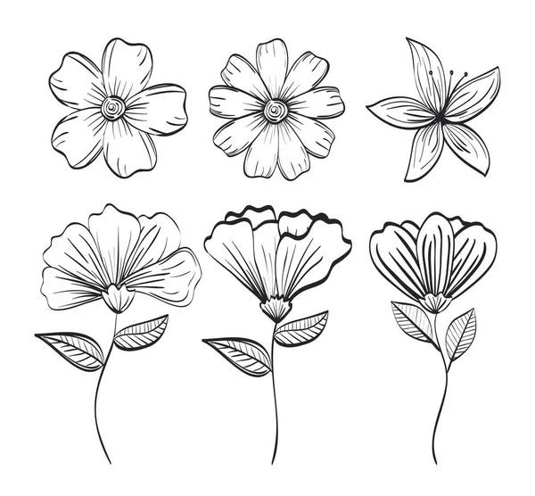 Set flowers rustic and monochrome decoration, — Stock Vector