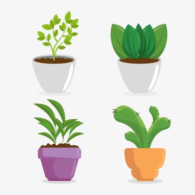 tencerede şirin houseplant