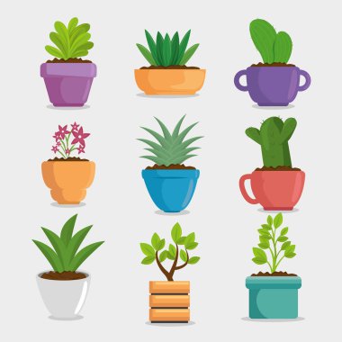 tencerede şirin houseplant