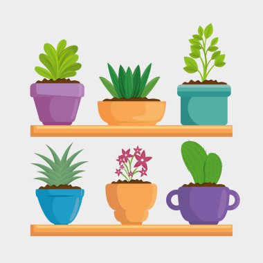 tencerede şirin houseplant