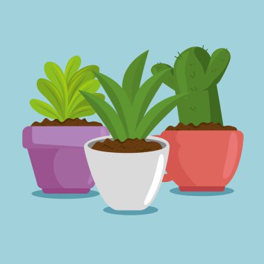 tencerede şirin houseplant