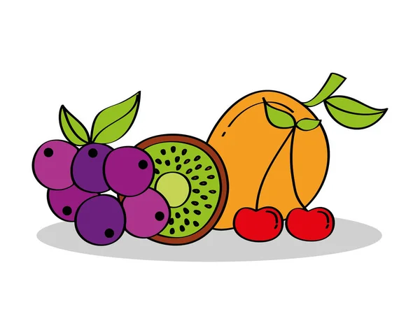 Uvas de mango kiwi frutas de cereza nutrición — Vector de stock