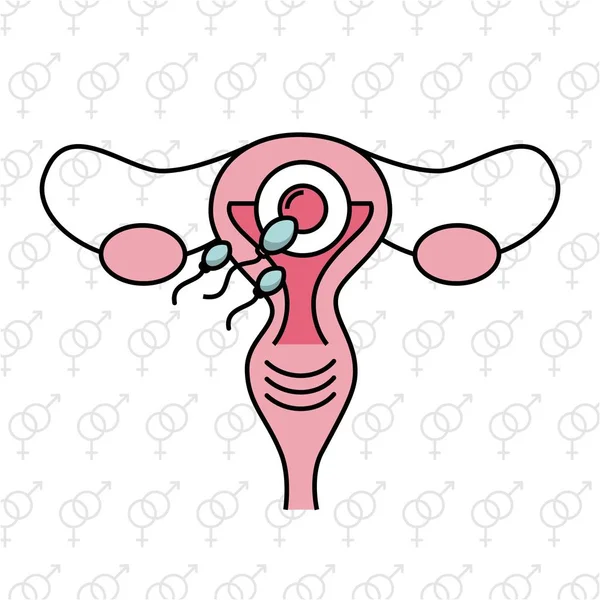 Proceso de fertilización femenina — Archivo Imágenes Vectoriales