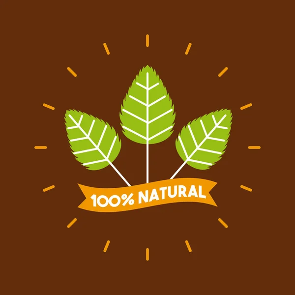 Растительный стевия натуральный подсластитель — стоковый вектор