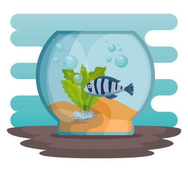 kase akvaryum balık