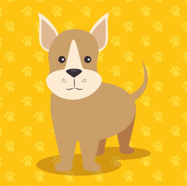 şirin köpek yavrusu köpek