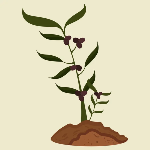 Aceite de oliva producto saludable — Archivo Imágenes Vectoriales