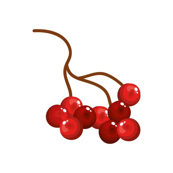 Větev s cesmínovým ovocem tradiční vánoční izolované ikony — Stockový vektor