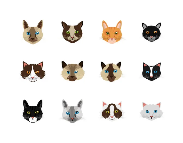 Faces bundle de gatos ícones de animais felinos — Vetor de Stock