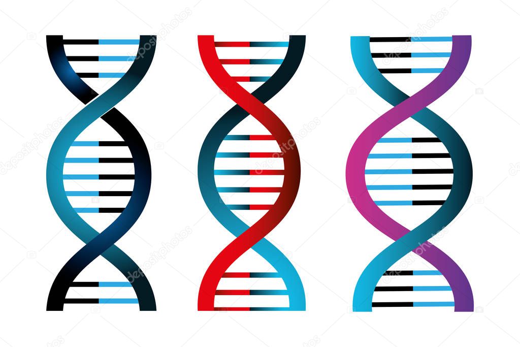 set of structures deoxyribonucleic acid