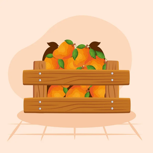 Oranges in box Vector Art Stock Images Depositphotos