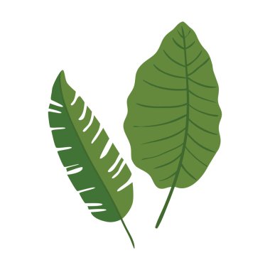 Yapraklar doğa tropikal izole ikon