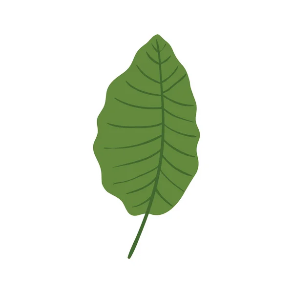 Листя природи тропічна ізольована ікона — стоковий вектор