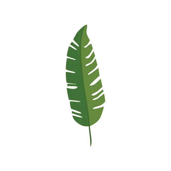 Folha natureza tropical ícone isolado —  Vetores de Stock