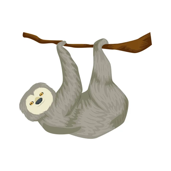 Αρκούδα sloth ζώο κρέμεται από κλαδί απομονωμένη εικόνα — Διανυσματικό Αρχείο