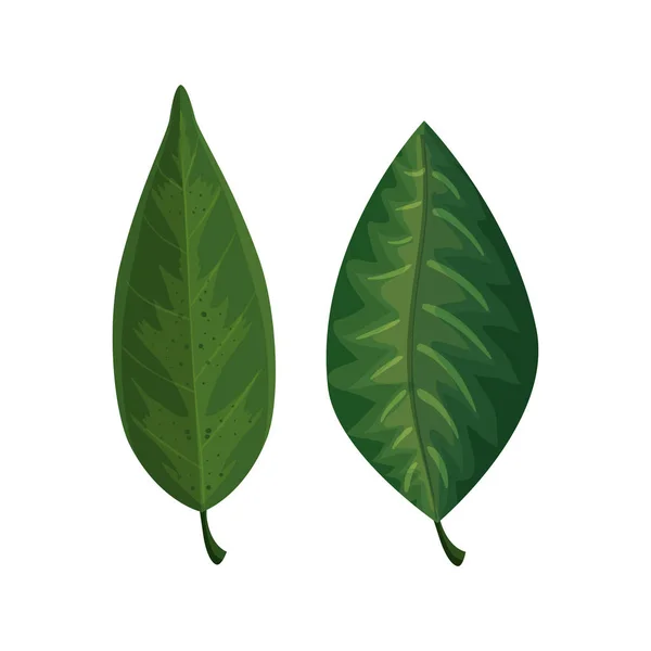 叶绿素自然热带隔绝图标 — 图库矢量图片