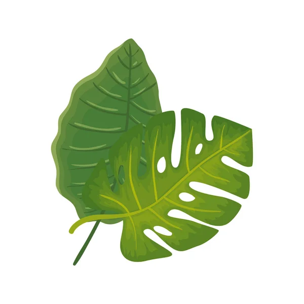 Folhas natureza tropical ícone isolado —  Vetores de Stock
