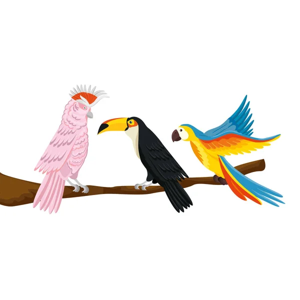 Perroquets avec toucan sur branche icône isolée — Image vectorielle