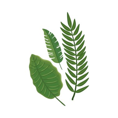 Yapraklar doğa tropikal izole ikon