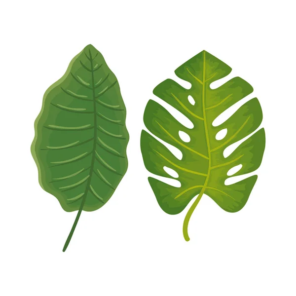 Blätter Natur tropisch isoliert Symbol — Stockvektor