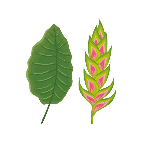 Heliconia de flores con icono de hoja aislada — Vector de stock