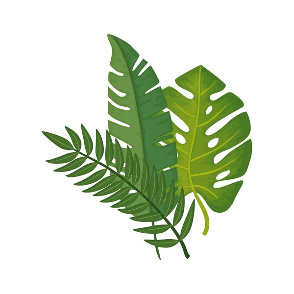 Leafs nature tropical isolated icon — Stock Vector