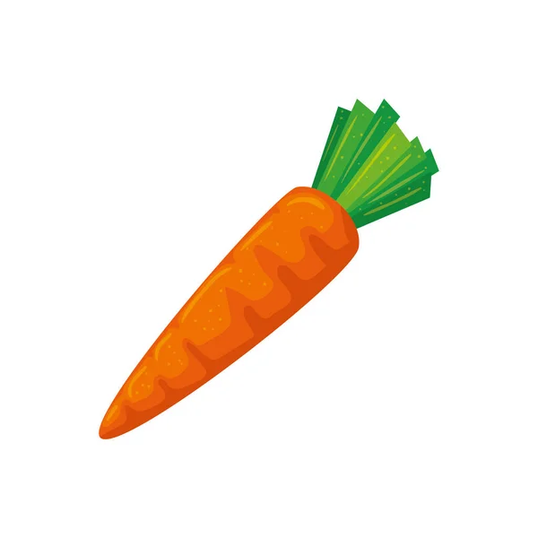 Isolated carrot icon vector design — Stock Vector