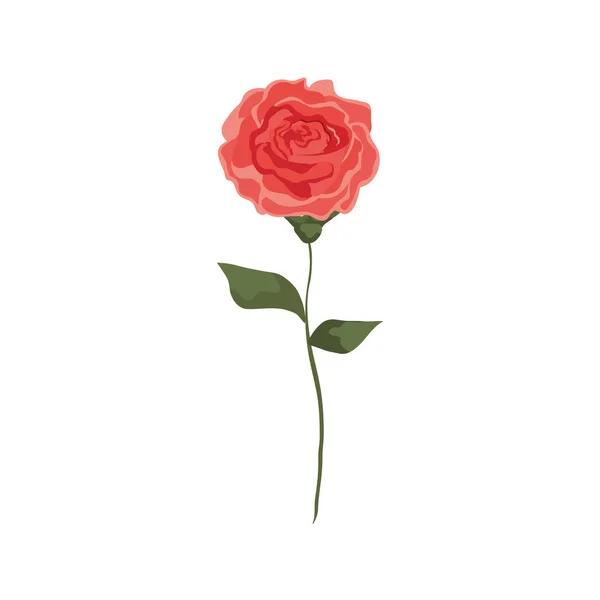 Χαριτωμένο τριαντάφυλλο με κλαδί και φύλλα απομονωμένο εικονίδιο — Διανυσματικό Αρχείο
