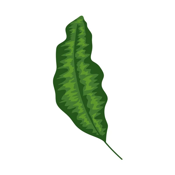 葉の性質熱帯絶縁体のアイコン — ストックベクタ