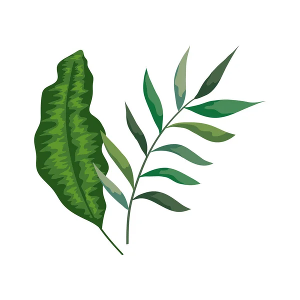 Tak met bladeren tropische natuur geïsoleerd icoon — Stockvector