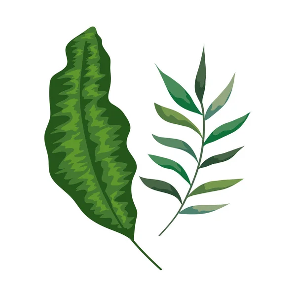 Zweig mit Blättern tropische Natur isoliert Symbol — Stockvektor