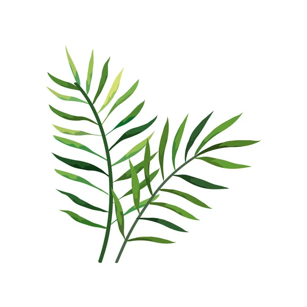 Yapraklı dallar doğa izole ikonu — Stok Vektör