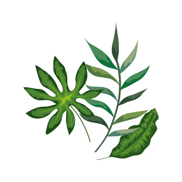 Branch with leafs nature isolated icon — ストックベクタ