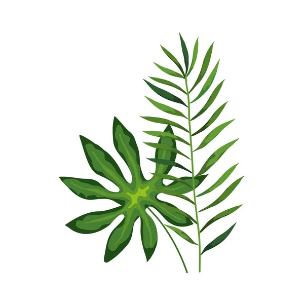 Branch with leafs tropical nature isolated icon — 스톡 벡터