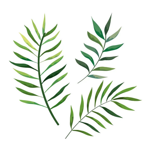 Grenar med blad natur isolerad ikon — Stock vektor
