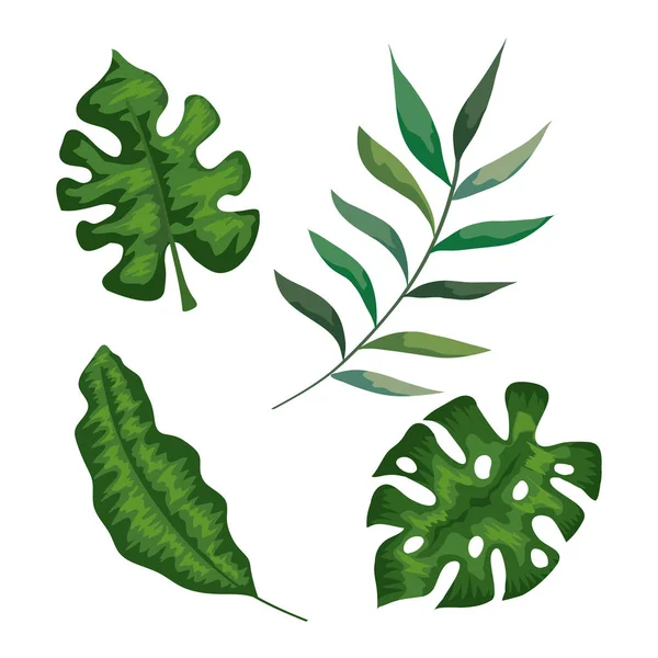 Conjunto de ramas con hojas tropicales — Vector de stock