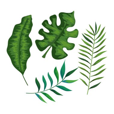 Tropik yapraklı dallar.