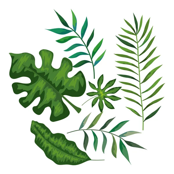 Set of branches with leafs tropicals — 스톡 벡터