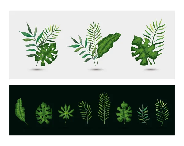 Set of branches with leafs tropicals — Stock Vector