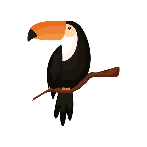 Toucan animal exotique isolé icône — Image vectorielle