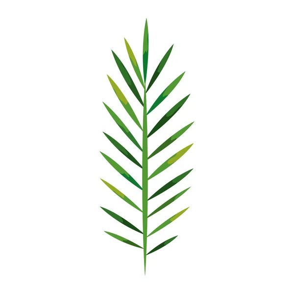 Rama con hojas naturales tropicales icono aislado — Vector de stock